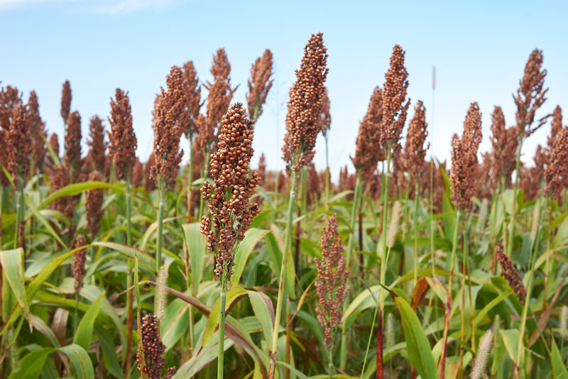 International Year of Millets 2023: 3 reasons why a ‘Millet revolution’ in India is needed urgently?