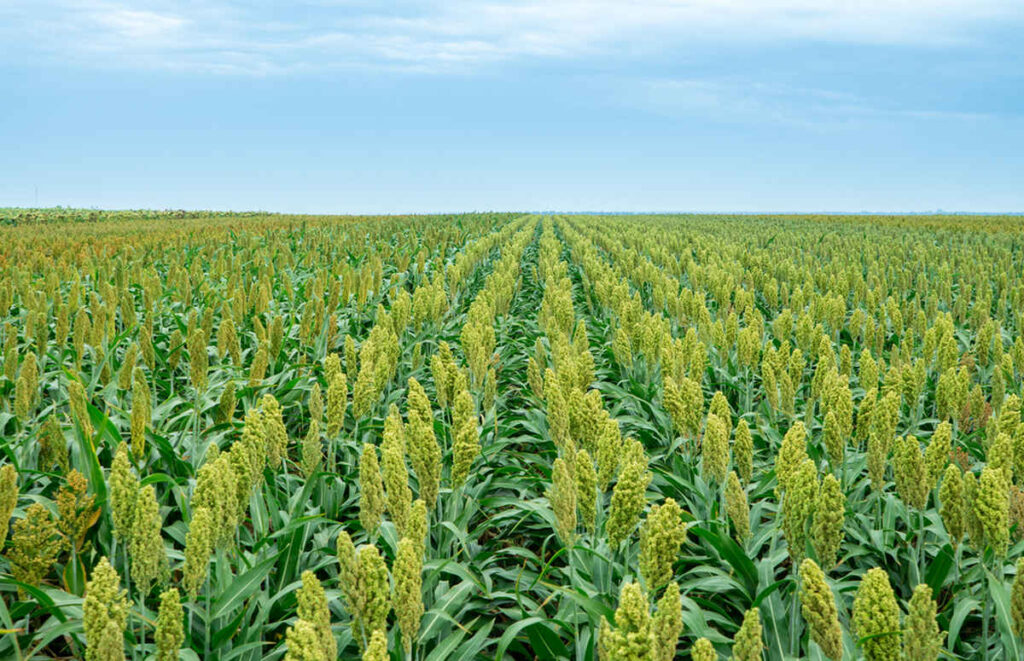 Rethinking India’s agricultural ecosystem